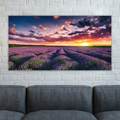 Blooming Lavander