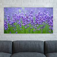 Meadow of lavander