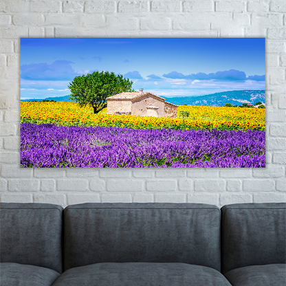 Sunflower Field Sky