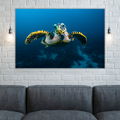 Sea Turtle in Raja Ampat