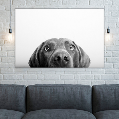 Curious Dog