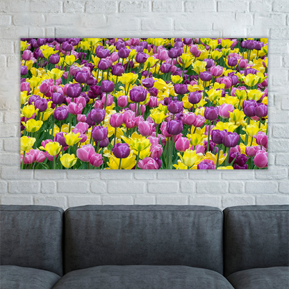 Bed of tulips
