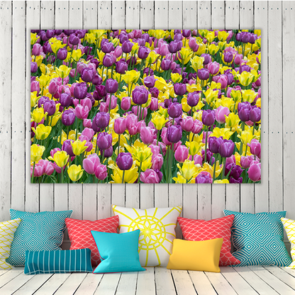 Bed of tulips