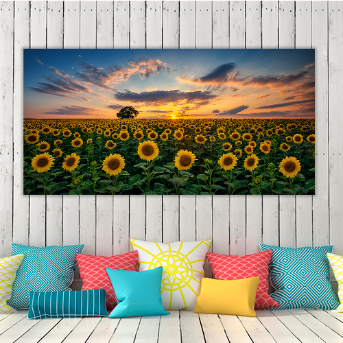 Field of Blooming Sunflowers