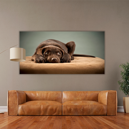 Puppy on Ottoman