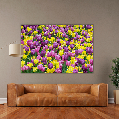 Bed of tulips