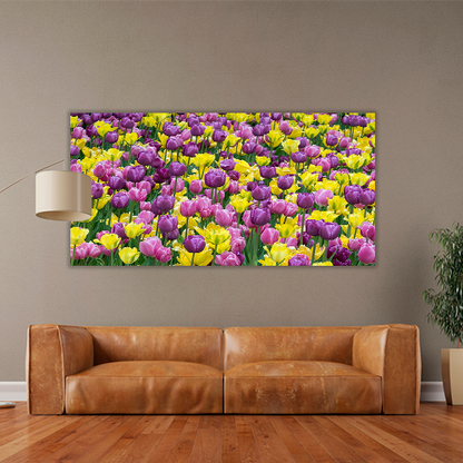 Bed of tulips