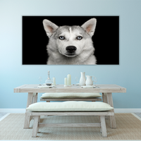 Husky in Black