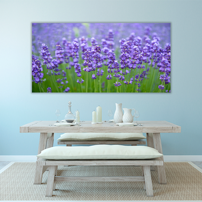 Meadow of lavander