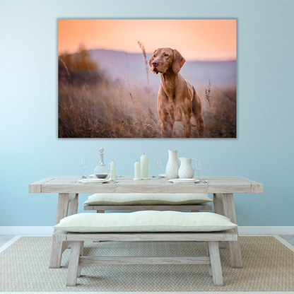 Hungarian vizsla Portrait