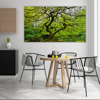 Old Japanese Maple