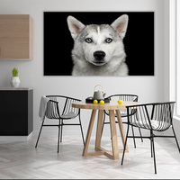 Husky in Black