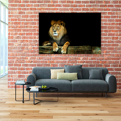 Lion Sitting on a Rock