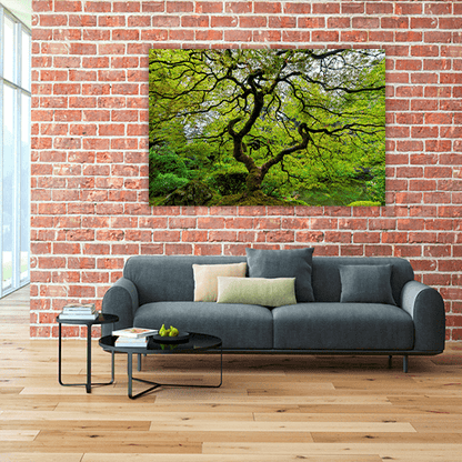Old Japanese Maple