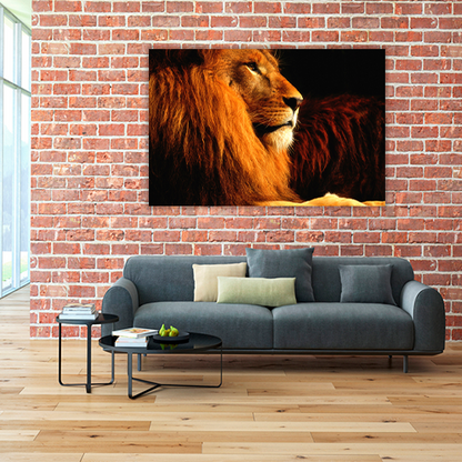 Lion in the dark