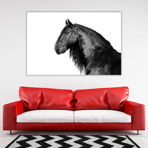 Portrait of a Friesian Stallion