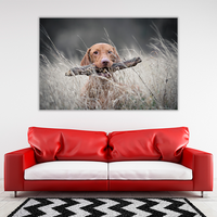 Hungarian Hound Dog