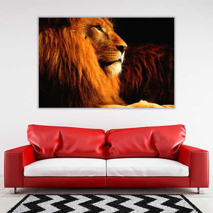 Lion in the dark