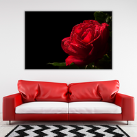 Red Rose Flower