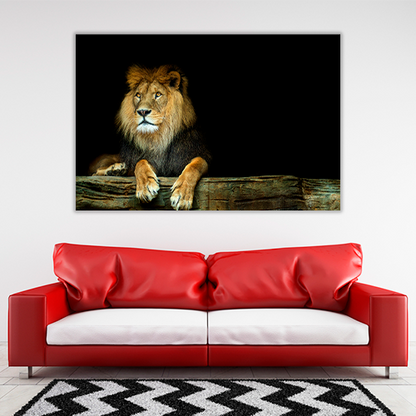 Lion Sitting on a Rock