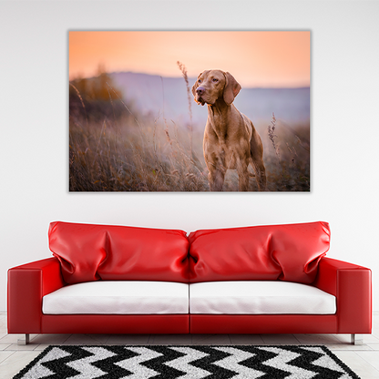Hungarian vizsla Portrait
