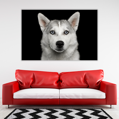 Husky in Black
