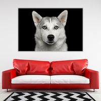 Husky in Black