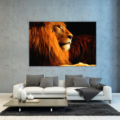 Lion in the dark