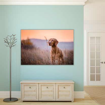 Hungarian vizsla Portrait