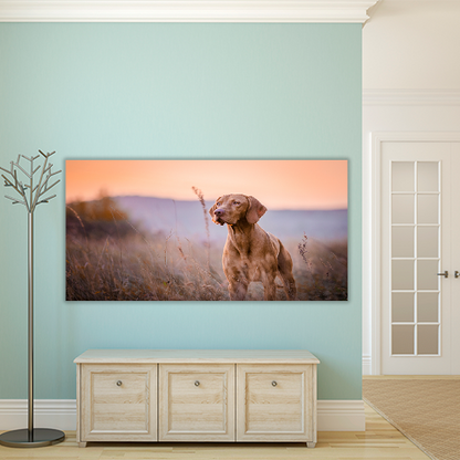 Hungarian vizsla Portrait
