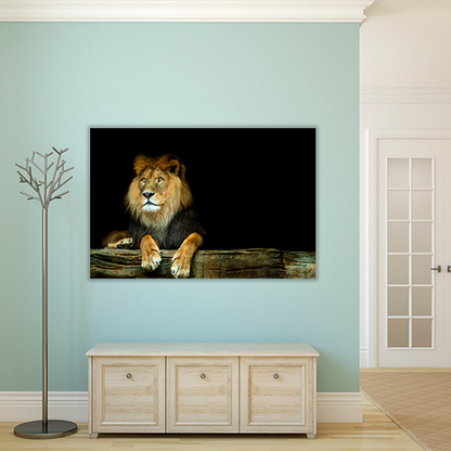 Lion Sitting on a Rock
