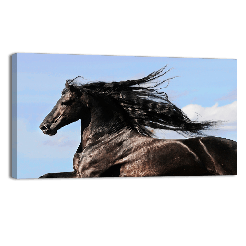 Moving Friesian Black Horse