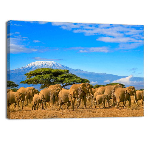 African Elephants Kenya