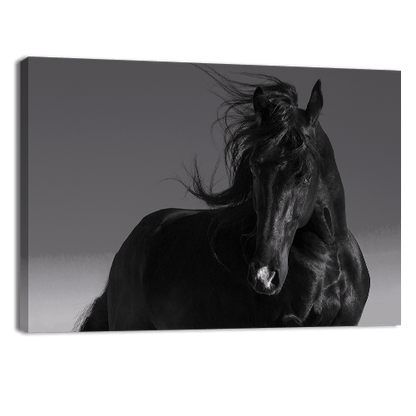 Black Stallion