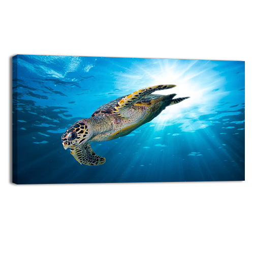 Sea Turtle Dive Down