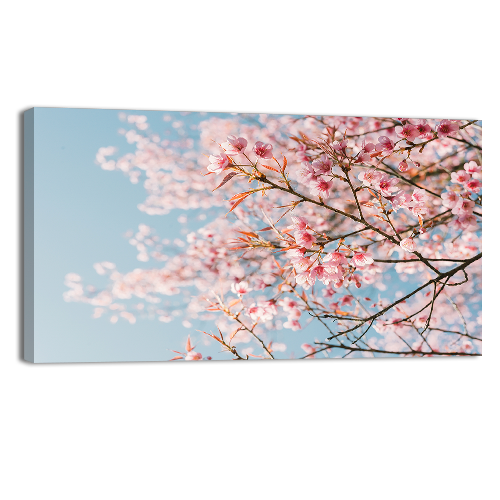 Pink Cherry Blossom