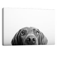 Curious Dog