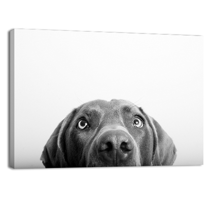 Curious Dog
