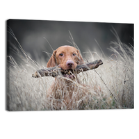 Hungarian Hound Dog