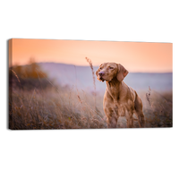 Hungarian vizsla Portrait