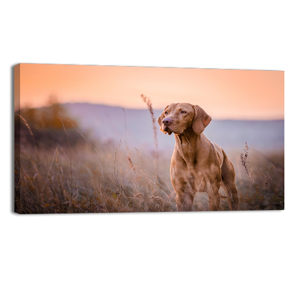 Hungarian vizsla Portrait