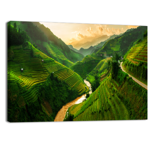 Rice Fields Vietnam