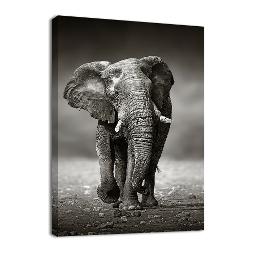 Elephant Approach