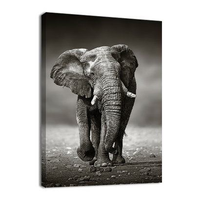Elephant Approach