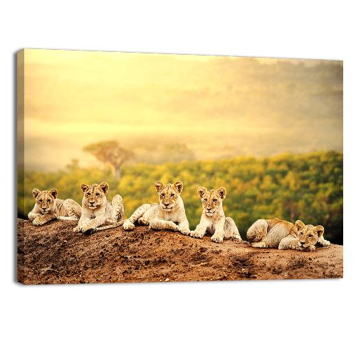 Lion Cubs Waiting