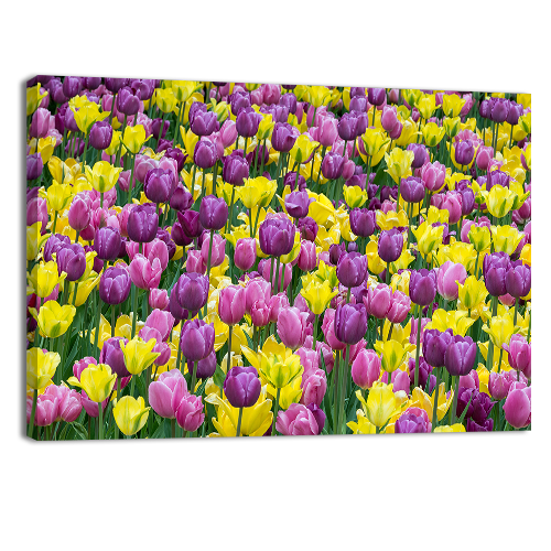 Bed of tulips