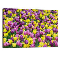 Bed of tulips