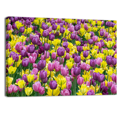 Bed of tulips