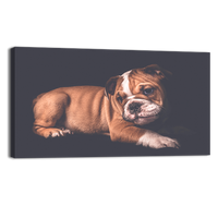 Portrait of English Bulldo