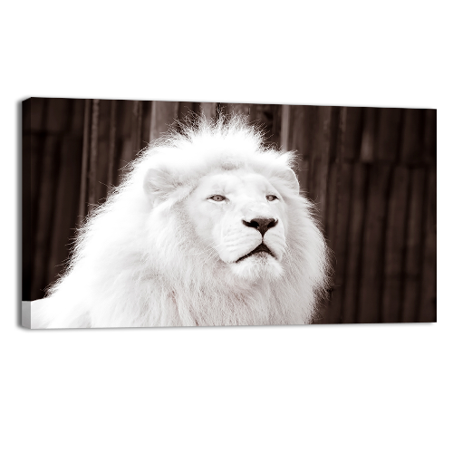 Albino Male Lion